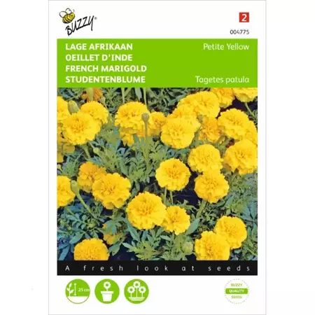 Tagetes, lage Afrikaan Petite Yellow - afbeelding 1