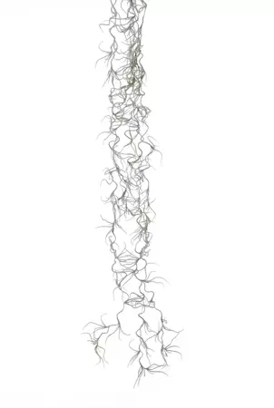 Kunstplant Tillandsia l82cm grijs header