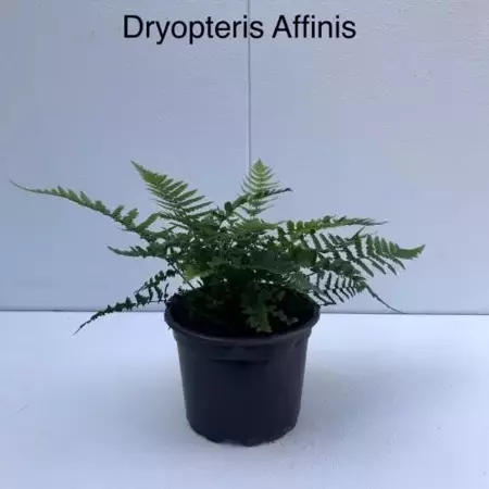 Tuinplant Geschubde Mannetjesvaren Dryopteris Affinis