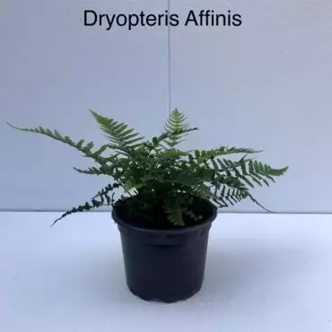 Tuinplant Geschubde Mannetjesvaren Dryopteris Affinis