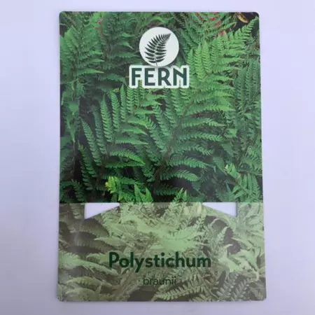 Tuinplant Naaldvaren Polystichum Braunii