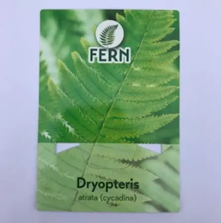 Tuinplant Niervaren Dryopteris Atrata