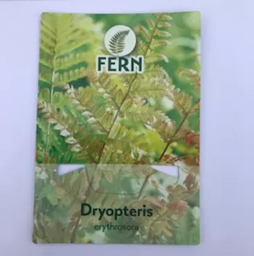 Tuinplant Rode Sluier Varen Dryopteris Erythrosora