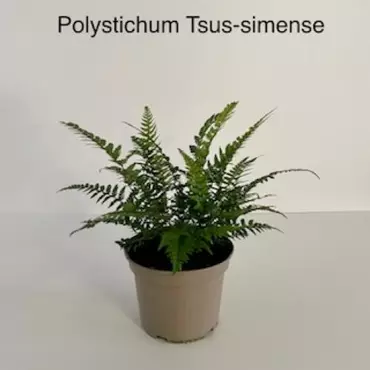Tuinplant Smalle Naaldvaren Polystichum tsus-simense