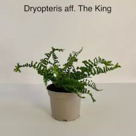 Dryopteris The King