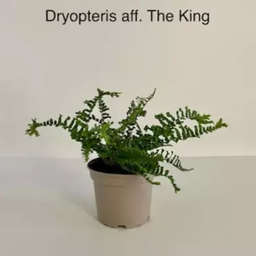 Dryopteris The King