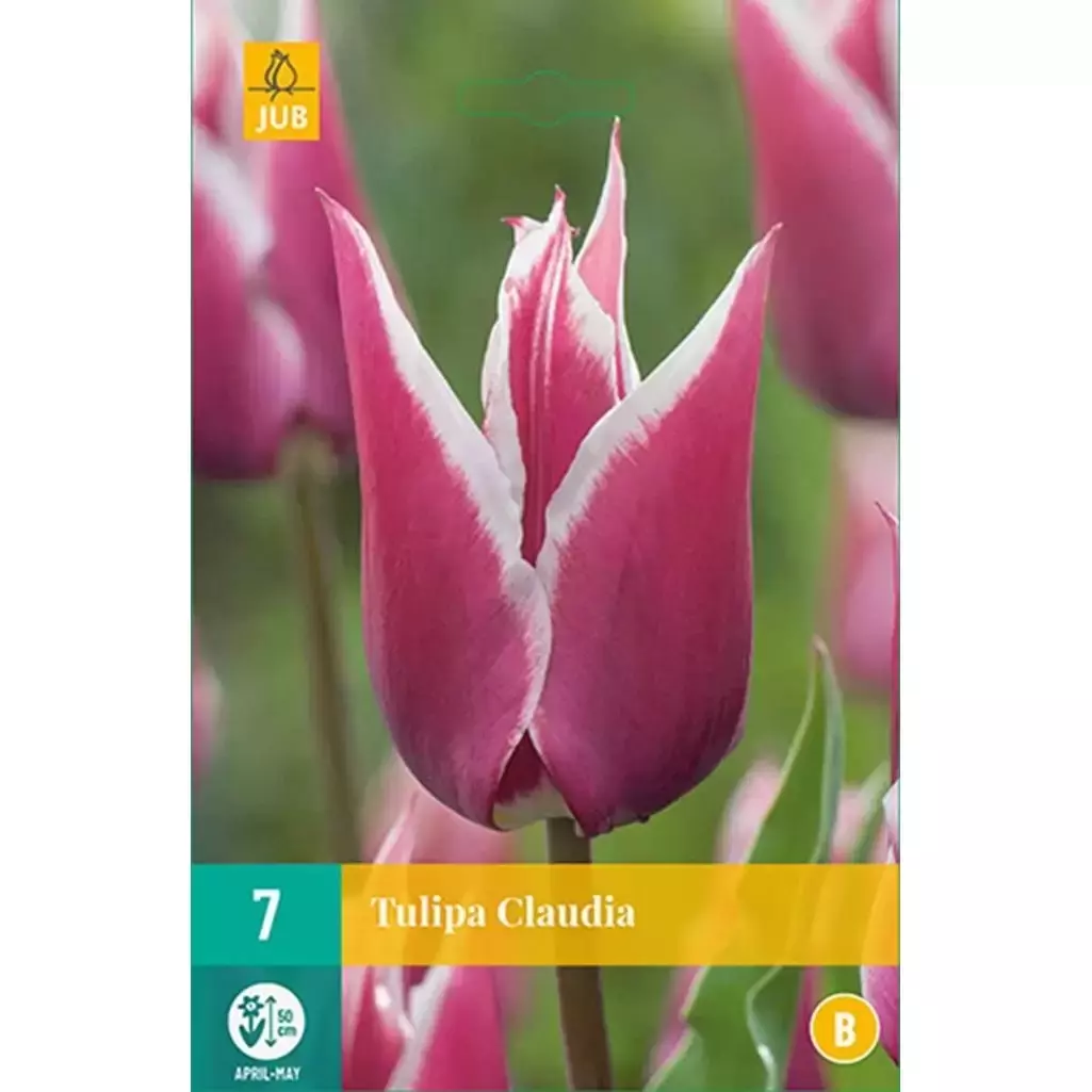 Tulipa claudia 7st