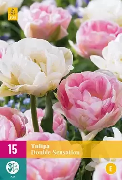 X 15 Tulipa Double Sensation - afbeelding 2