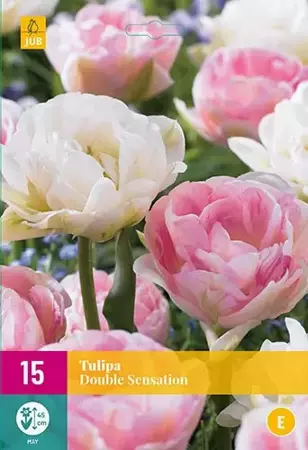 X 15 Tulipa Double Sensation - afbeelding 1