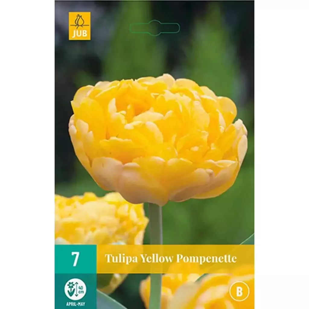 Tulipa geel pompenette 7st