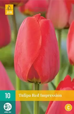 Tulipa red impression 10st