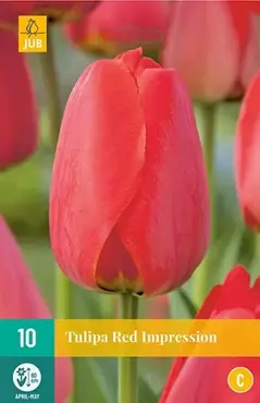 Tulipa red impression 10st