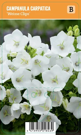 V.I.P.S. Campanula carpatica ''Weisse Clips'' – Karpatenklokje (P9)