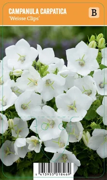 V.I.P.S. Campanula carpatica ''Weisse Clips'' – Karpatenklokje (P9)