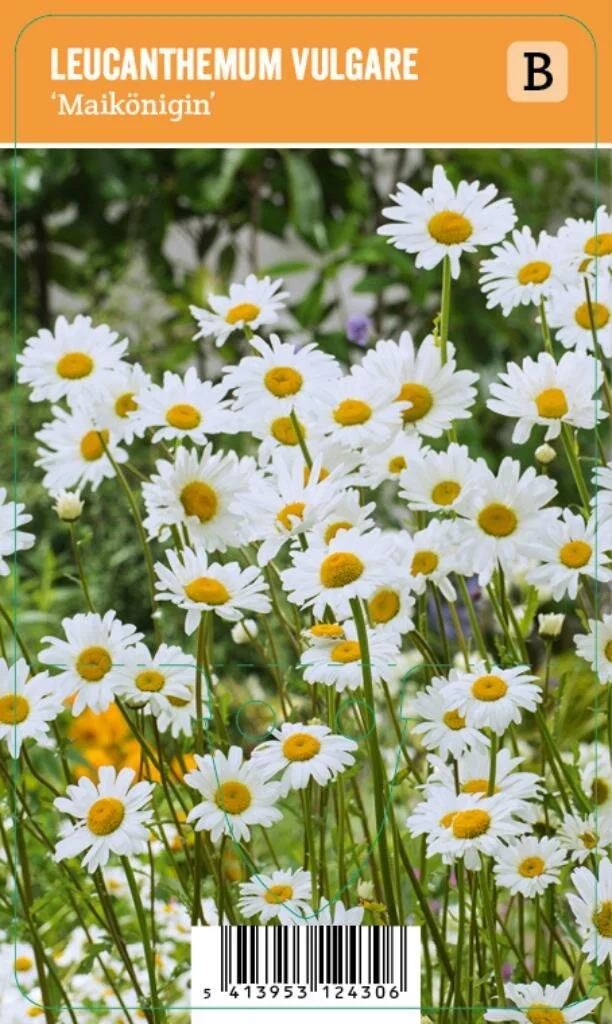 V.I.P.S. Leucanthemum vulgare ''Maikönigin'' - Margriet (P9)