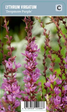 V.I.P.S. Lythrum virgatum ''Dropmore Purple'' – Speerplant (P9)