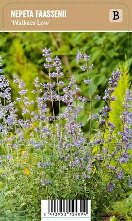 V.I.P.S. Nepeta faassenii ''Walkers Low'' – Kattenkruid (P9)