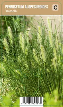 V.I.P.S. Pennisetum alopecuroides ''Hameln'' – Lampenpoetsersgras (P9)
