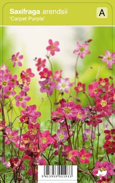 V.I.P.S. Saxifraga ''Carpet Purple'' – Steenbreek P9