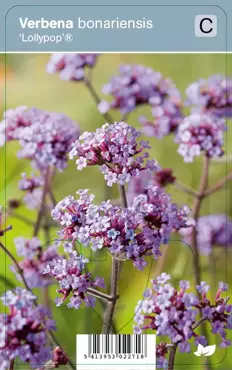 V.I.P.S. Verbena bonariensis ''Lollypop'' - ijzerhard P9