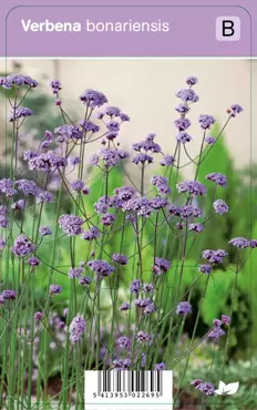 V.I.P.S. Verbena bonariensis - ijzerhard P9