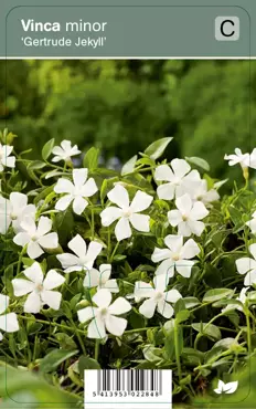 V.I.P.S. Vinca minor ''Gertrude Jekyll'' - kleine maagdenpalm P9