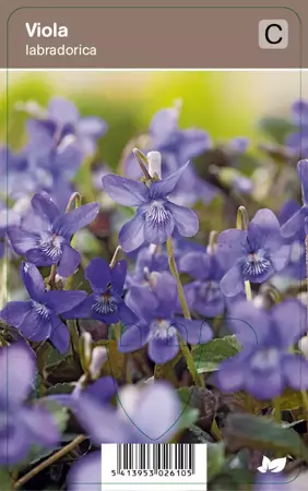 V.I.P.S. Viola labradorica - labrador-viooltje P9