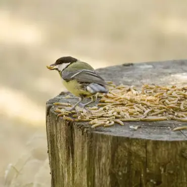 Vogelbescherming Meelwormen 50g - afbeelding 1