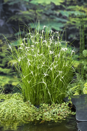 Waterplant Dichromena colorata