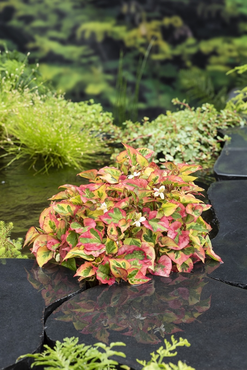 Waterplant Houttuynia cordata 'Chameleon'