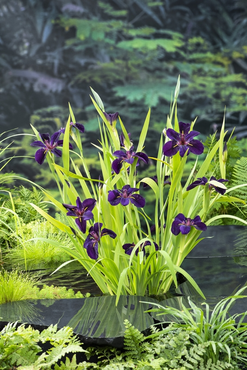 Waterplant Iris 'Black Gamecock'