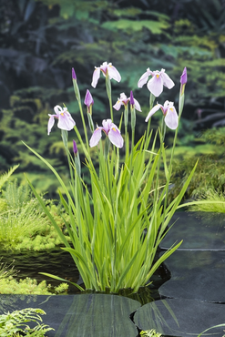 Waterplant Iris laevigata 'Rose Queen'