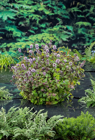Waterplant Mentha aquatica