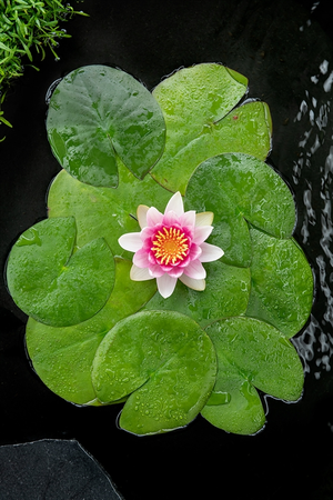 Waterplant Nymphaea 'Attraction'