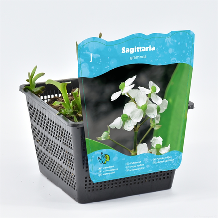 Waterplant Sagittaria graminea