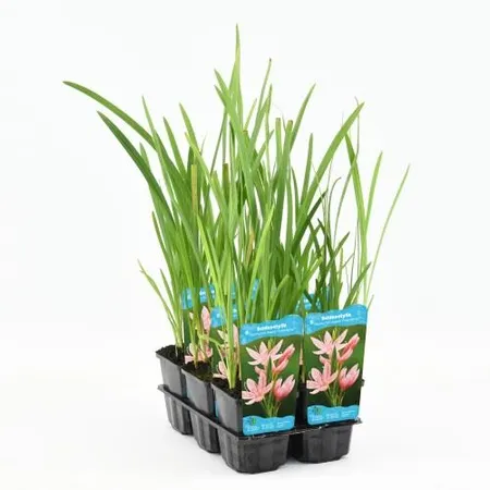 Waterplant Schizostylis coccinea 'Mrs Hegarty'