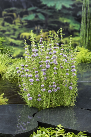 Waterplanten Preslia cervina