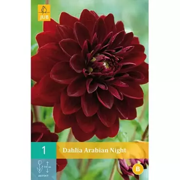 1 Dahlia Arabian Night - afbeelding 2