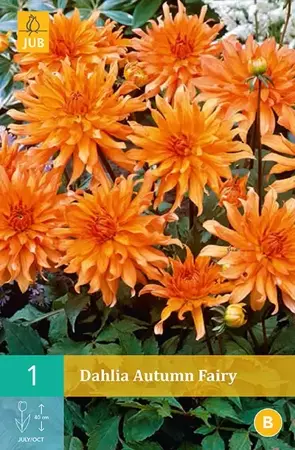 1 Dahlia Autumn Fairy - afbeelding 1