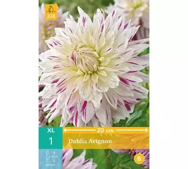 1 Dahlia Avignon - afbeelding 1