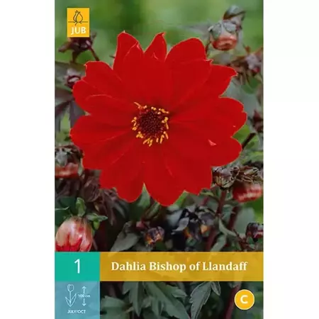 1 Dahlia Bishop Of Llandaff - afbeelding 1