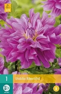 1 Dahlia Bluesette - afbeelding 1