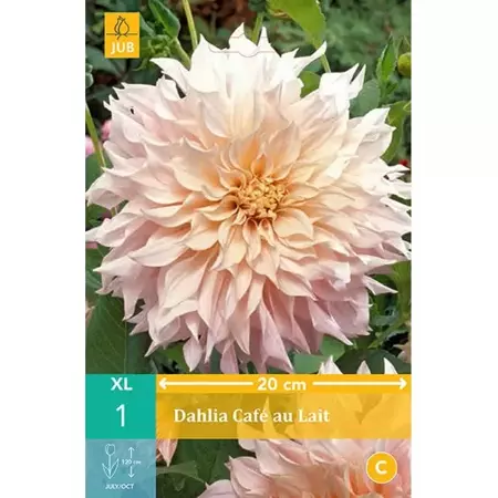 1 Dahlia Cafe Au Lait - afbeelding 1