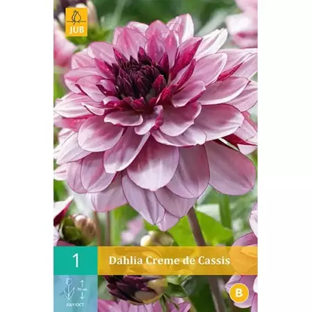 1 Dahlia Creme De Cassis - afbeelding 1