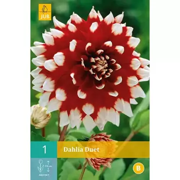 1 Dahlia Duet - afbeelding 1