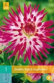 1 Dahlia Dutch Explosion - afbeelding 1