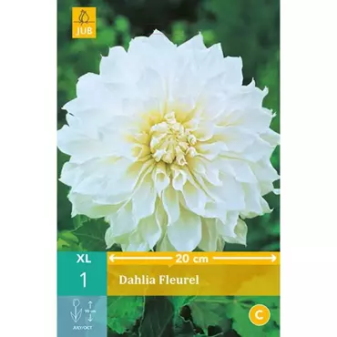 1 Dahlia Fleurel - afbeelding 1