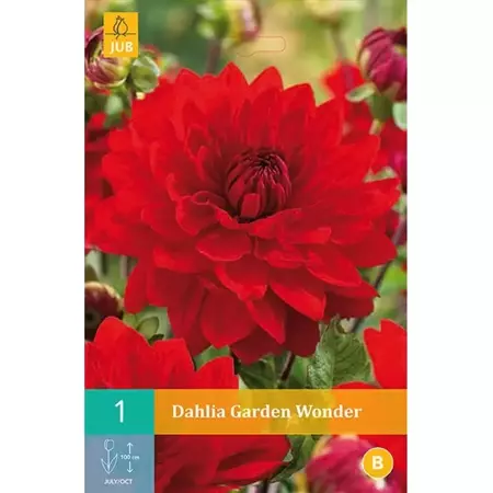 1 Dahlia Garden Wonder - afbeelding 1