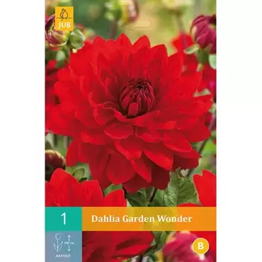 1 Dahlia Garden Wonder - afbeelding 2