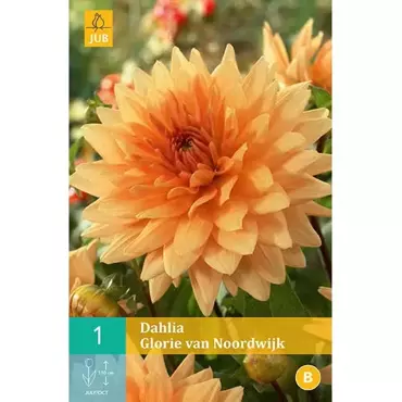 1 Dahlia Glorie Van Noordwijk - afbeelding 1